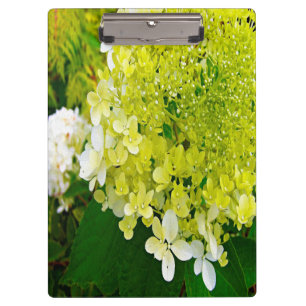 Elegante Chartreuse-Grüne Limelight-Hortensie Klemmbrett