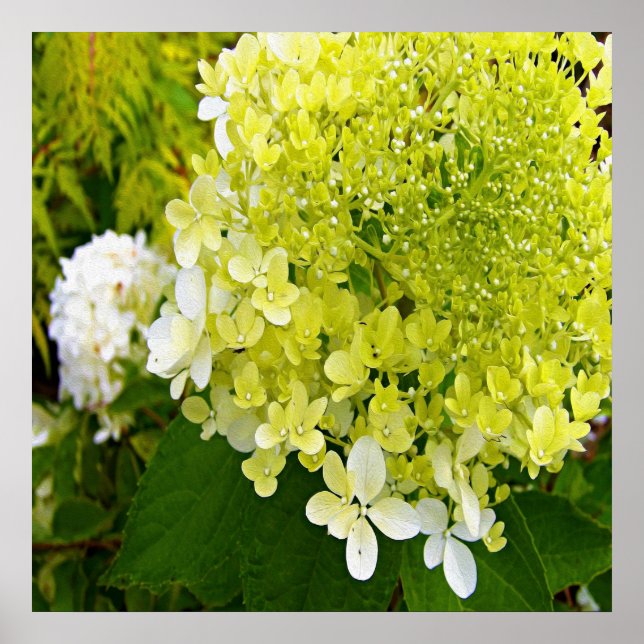 Elegante Chartreuse-Grüne Limelight-Hortensie Poster (Vorne)