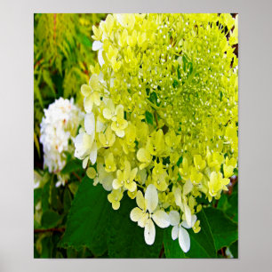 Elegante Chartreuse-Grüne Limelight-Hortensie Poster