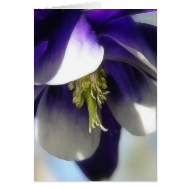 Elegante Columbine-Blume (Vorne)