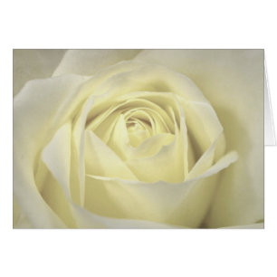 Elegante Cream Rose Card