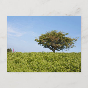 Elegante farbenfrohe Reise-Postkarte mit Baum Feiertagspostkarte
