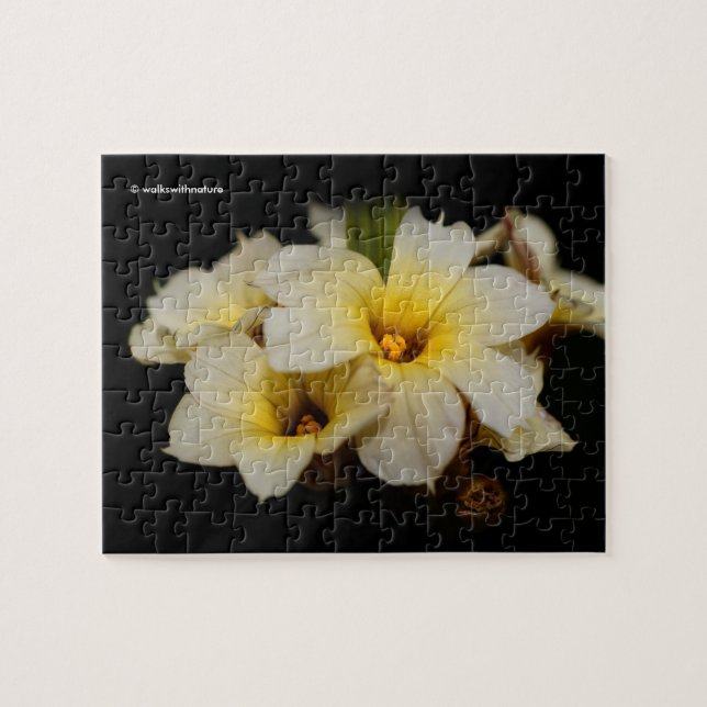 Elegante Gelbe Blume mit blühenden Satin auf Schwa (Horizontal)