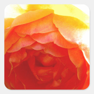 Elegante Gelbe Rosengelbe, blumengelbe Blume Quadratischer Aufkleber