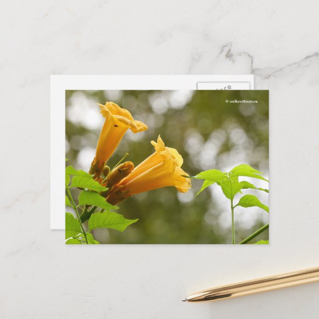 Elegante Gelbe Trumpet Blume Bokeh Postkarte (Vorderseite/Rückseite Beispiel)