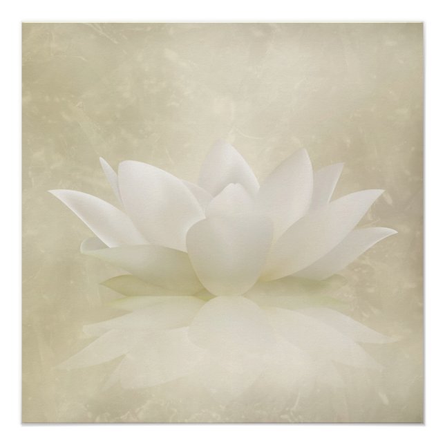 Elegante Gentle White Lotus / Lily Blume Poster (Vorderseite)