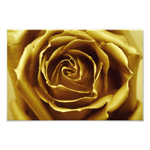 Elegante goldene Rose Fotodruck