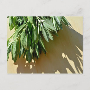 Elegante grüne botanische Blätter Frischfrische Kr Postkarte
