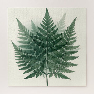 Elegante grüne Farnwedel Botanisch