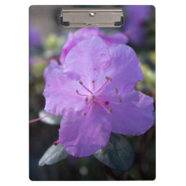 elegante, hübsche Frühling lila azalea Blume. Klemmbrett