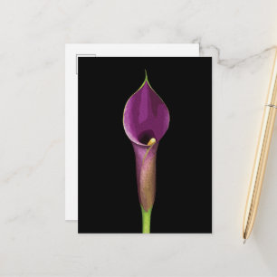 Elegante Illustration der violetten Calla-Lilie Postkarte