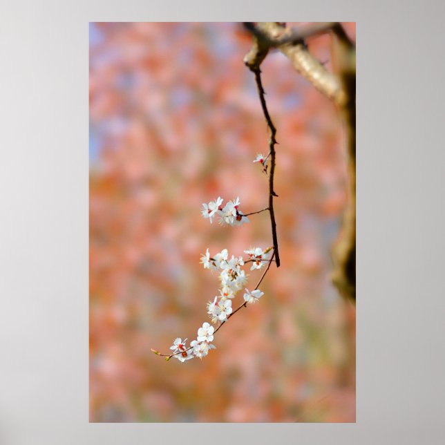 Elegante japanische Aprikosenblüten Poster (Vorne)