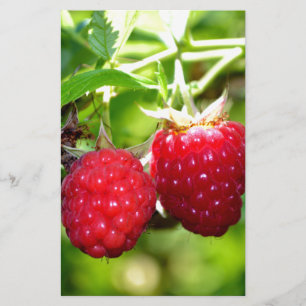 Elegante klassische rote Himbeeren