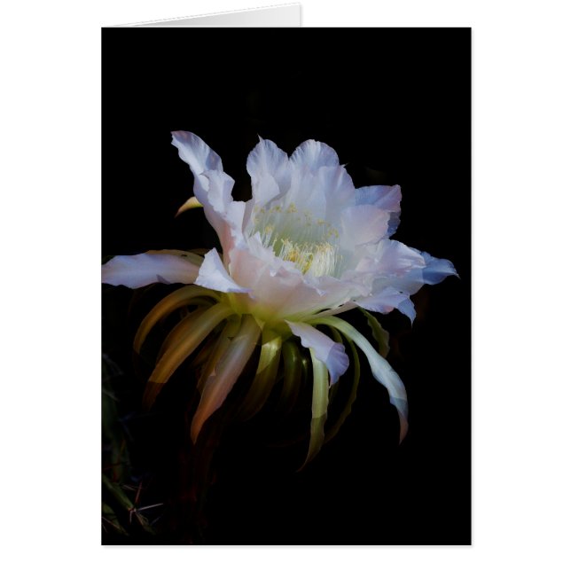 Elegante Königin der Nachtkaktus-Blume (Vorne)