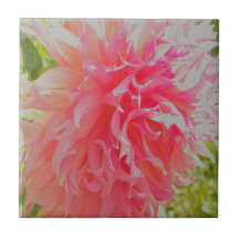 Elegante Korallen und rosa Dekorative Dahlia