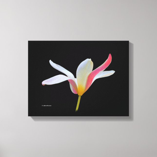Elegante Lady Tulip White Pink Blume Leinwanddruck (Vorderseite)