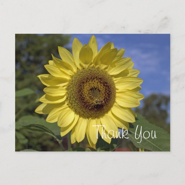 Elegante, leuchtend sommergelbe Sonnenblume vielen Postkarte (Vorderseite)