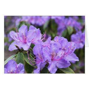 elegante lila Azalea-Blume 杜 鹃 花