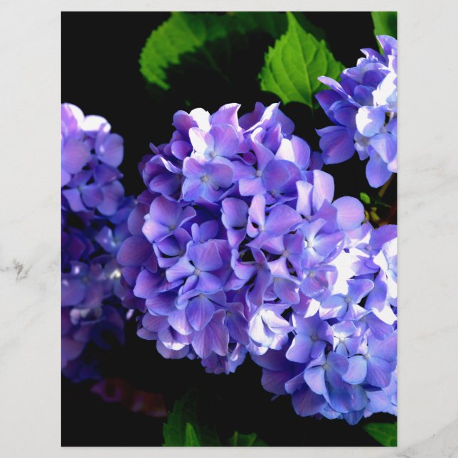 Elegante lila, blühende lila Hydrangeas (Vorderseite)