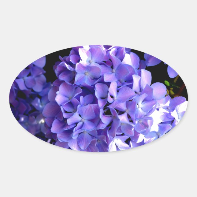 Elegante lila, blühende lila Hydrangeas Ovaler Aufkleber (Vorderseite)