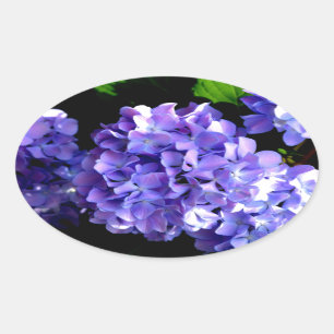 Elegante lila, blühende lila Hydrangeas Ovaler Aufkleber