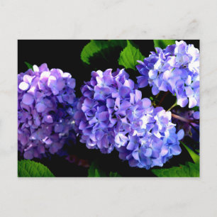 Elegante, lila Blumen und Auberginen Postkarte