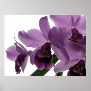 Elegante lila Cattleya Orchideen Poster