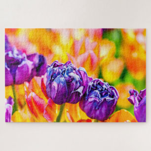 Elegante Lila, gelbe Tulip-Blume