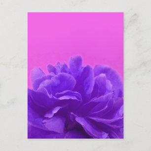 Elegante Lila Himbeere Postkarte