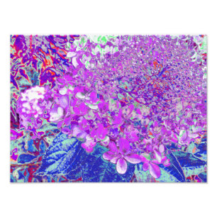 Elegante lila und blaue Limelight-Hortensie Fotodruck