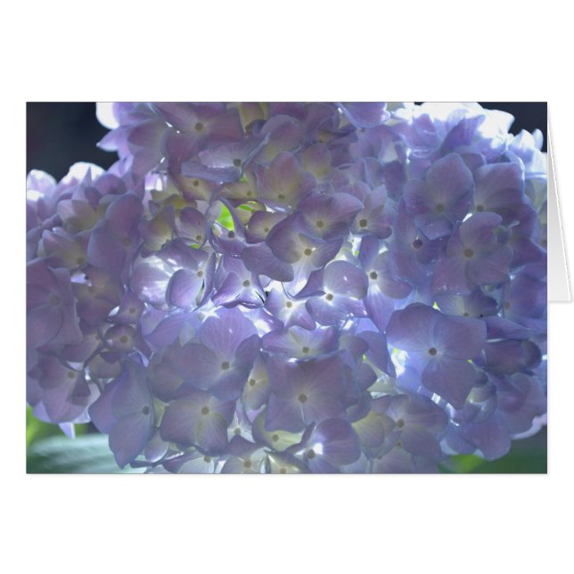 Elégante lumière douce mauve florale mauve hydrang (Devant horizontal)