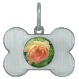 Elegante Orange Blush Rose Tiermarke