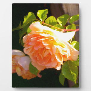 Elegante orange-gelbe Pfirsichblumen Rose Fotoplatte