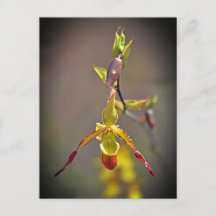 Elegante orange-orchide botanische Blume