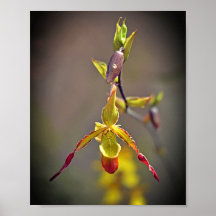 Elegante orange-orchide botanische Blume