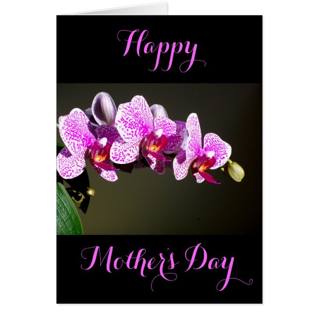 Élégante orchidée rose fleurie tropicale (Devant)