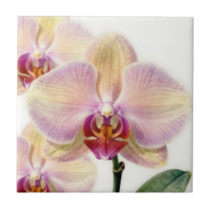 Elegante Pastell-Lila-Orchideenblüte Fliese
