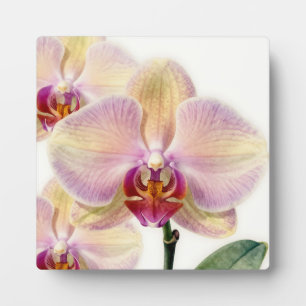 Elegante Pastell-Lila-Orchideenblüte Fotoplatte