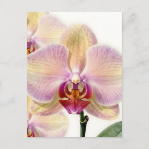 Elegante Pastell-Lila-Orchideenblüte Postkarte