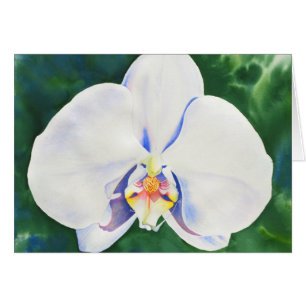 Elégante peinture d'orchidée blanche