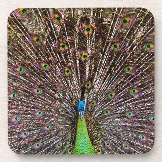 Elegante Pfauen-Vogel- und Feder-Kunst Getränkeuntersetzer (Vorderseite)