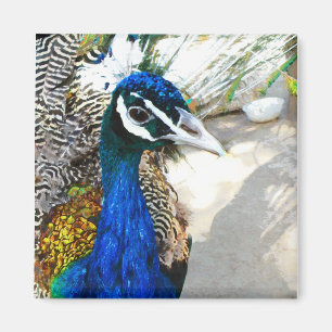 Elegante Pfauen-Vogel- und Federkunst Magnet