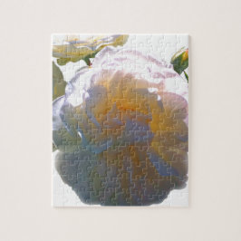 Elegante, pfirsichorange Rose