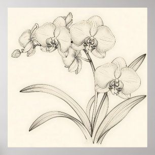 Elegante Phalaenopsis-Orchideen-Linienkunst Poster