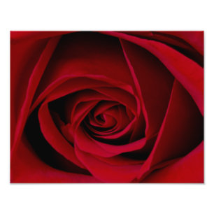 Élégante photo de la Rose rouge