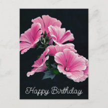 Elegante Pink Hollyhock Malva Blume