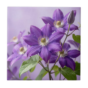 Elegante purpurfarbene Clematis-Blütenpracht Fliese