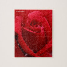Elegante romantische Rote Rose