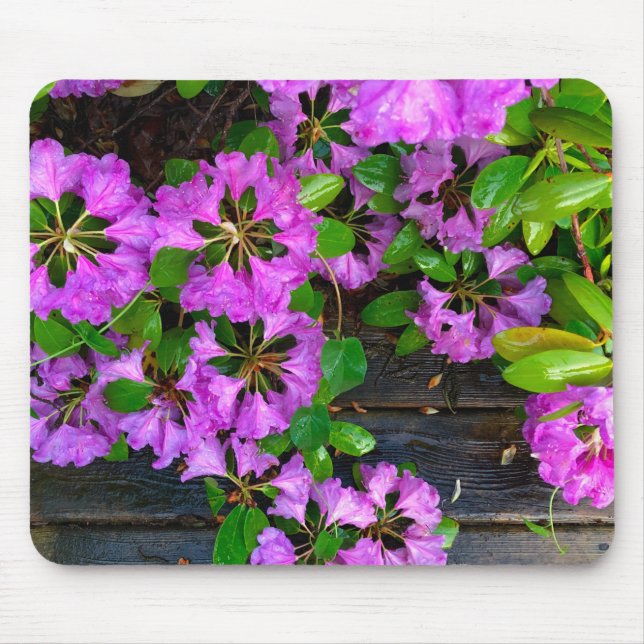 Elegante rosa Blumen rosa Azaleen rosa Blume Mousepad (Vorne)