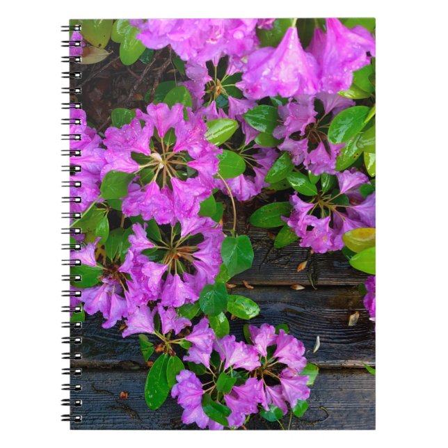 Elegante rosa Blumen rosa Azaleen rosa Blume Notizblock (Vorderseite)